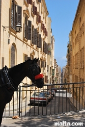 A horse in the street of Valletta