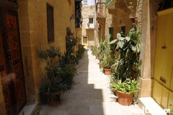 Plants in the streets of Vittoriosa Birgu