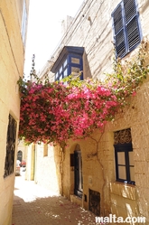 Buganvilla in a small street of Birkirkara