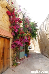 narrow street of Tarxien