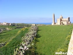 Ta pinu within the fields