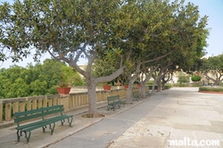 Bench and trees in the Argotti Botanical park in Floriana