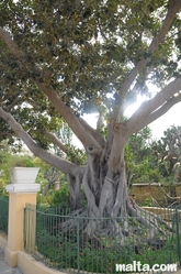 Complicate tree in the Argotti Botanical park in Floriana