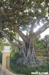 Complicate tree in the Argotti Botanical park in Floriana Complicate tree in the Argotti Botanical park in Floriana