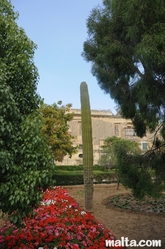 Flowers and Cactus inside the Argotti Botanical park in Floriana