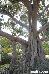 Long roots' tree in the Argotti Botanical park in Floriana