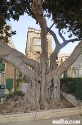 Old tree in the Argotti Botanical park in Floriana