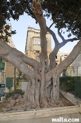 Old tree in the Argotti Botanical park in Floriana Old tree in the Argotti Botanical park in Floriana