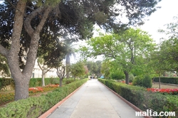 Path and trees of the Argotti Botanical park in Floriana