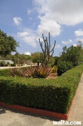 Plants of the Argotti Botanical park in Floriana