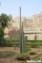 Tall Cactus in the Argotti Botanical park in Floriana