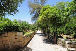 Path between the citrus trees in the Buskett Gardens