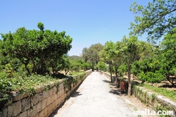 Path inside the Buskett Gardens between the Orange trees
