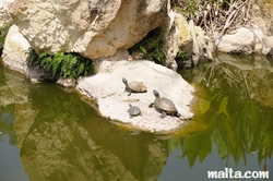 Turtles in the Garden of Serenity in Santa Lucija
