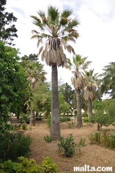 Palmtrees in the Howard Gardens In Rabat