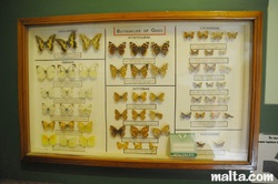 Butterflies of gozo displayed at  natural history victoria gozo