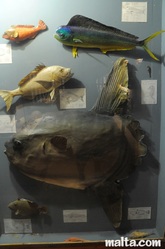 fish displayed at the museum of natural history victoria gozo