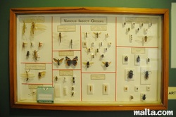 Insect display at  natural history victoria gozo