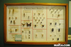 Insect display at natural history victoria gozo Insect display at natural history victoria gozo