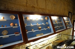 shells displayed at the natural history victoria gozo