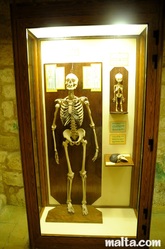 Skeleton display at the  natural history victoria gozo.