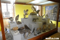 Stuffed birds displayed  natural history victoria gozo