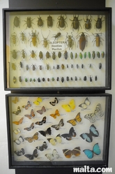 beatles and butterflies at the National Museum of Natural History