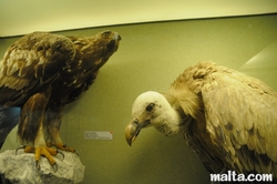 eagle and volture at the National Museum of Natural History