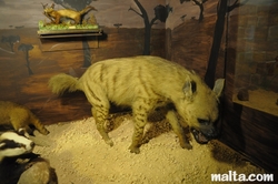 hyena at the National Museum of Natural History