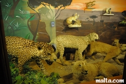 leopards at the National Museum of Natural History
