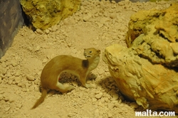 maltese weasel at the National Museum of Natural History