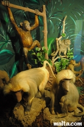 monkeys and apes at the National Museum of Natural History