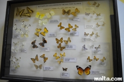pretty butterflies at the National Museum of Natural History