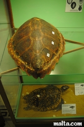 turtles at the National Museum of Natural History