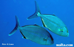 Fish found at the inland sea Fish found at the inlandFish found at the inland sea sea