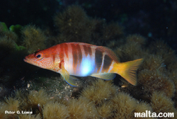 Marine life at the Inland Sea