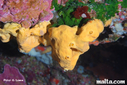 Sponges and corals found at the inland sea