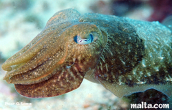 Marine Life at Anchor Bay