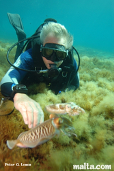 Exploring the marine life and sea bed of Qawra reef