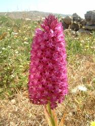 symbol of the Majjistral park the Pyramidal Orchid can be seen in May