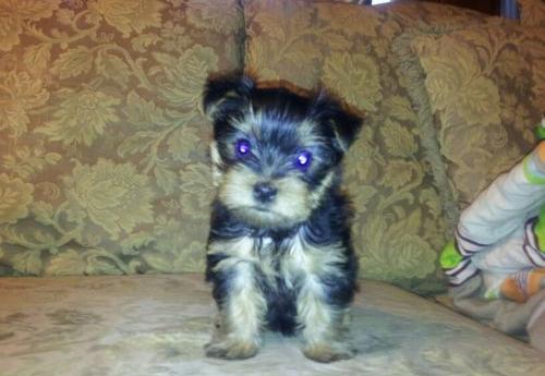 yorkie puppies for sale in ta puppies for sale puppy for adoption yorkie puppy malta classified ads yorkie puppies for sale in ta puppies for sale puppy for adoption yorkie puppy malta classified ads
