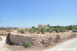 Olive trees in Bidnija