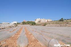 Strawberry fields and the Bidnija's church in the background