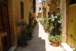 Plants in the streets of Vittoriosa Birgu Plants in the streets of Vittoriosa Birgu