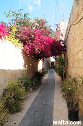 Bugainvillea in the Gudja's street