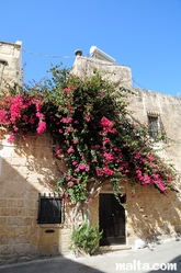 Nice Bugainvillea in front of a house in Gudja