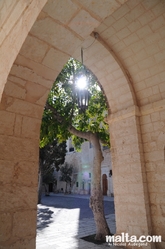 Tree in the court of the mellieha parish church Tree in the court of the mellieha parish church