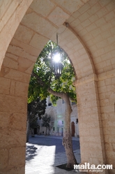 Tree in the court of the mellieha parish church