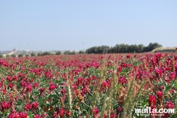 Flower in fields in Siggiewi Flower in fields in Siggiewi