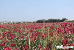 Flower in fields in Siggiewi